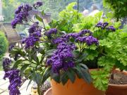 Blumen in Pflanzschale