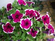 Sommerliche Balkonpflanzen