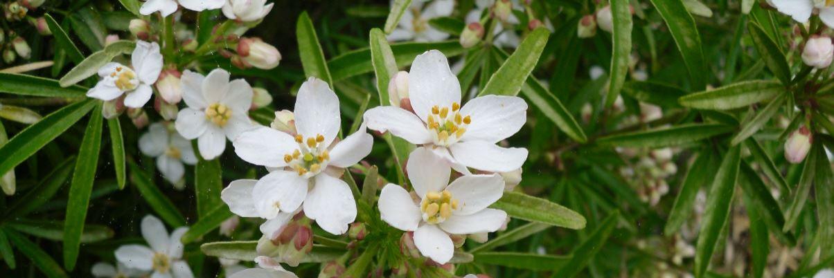 weiße Blüten