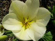 gelbe Hibiskusblüte