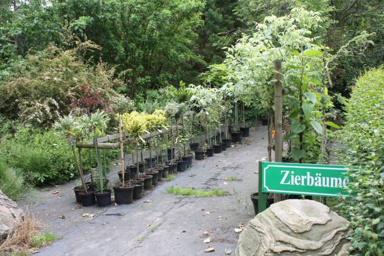 Zierbäume in Baumschule