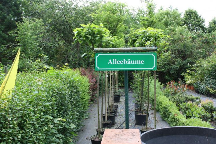 Alleebäume in Baumschule