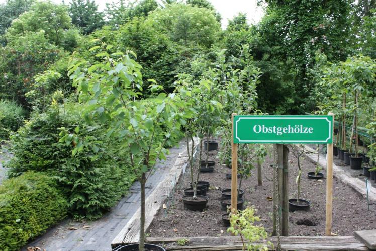 Obstegehölze in Baumschule