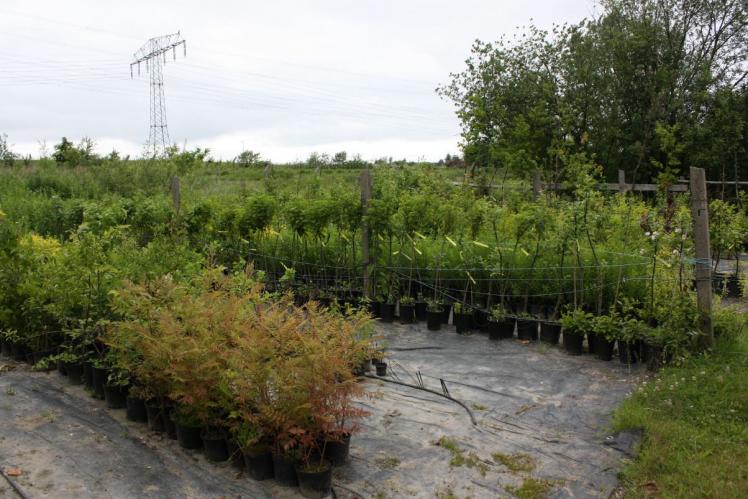 viele Pflanzen in Reihen Baumschule