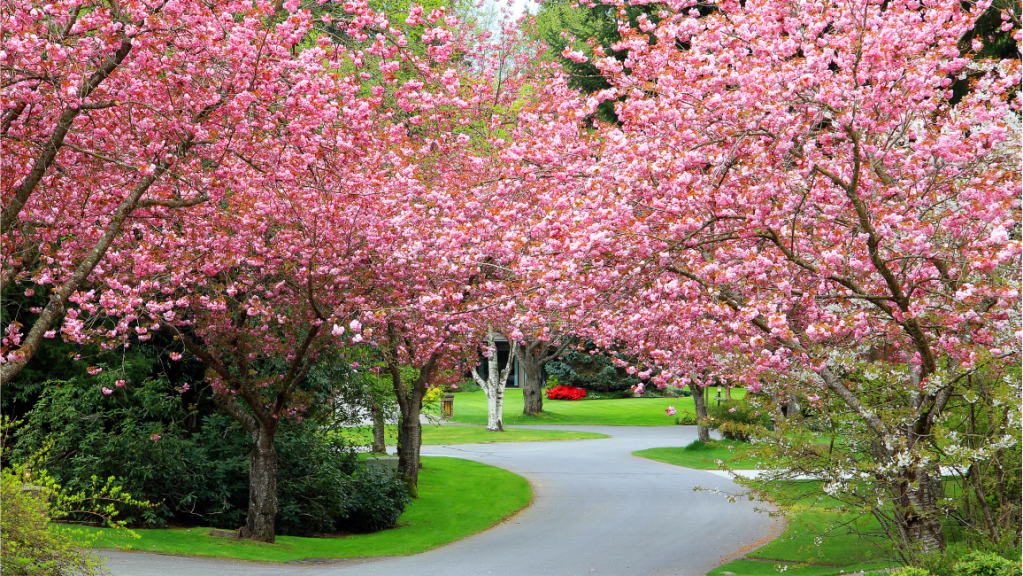 Büsche in der Frühlingsblüte