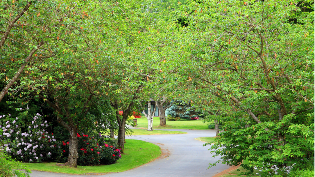grüne saftige Büsche im Sommer
