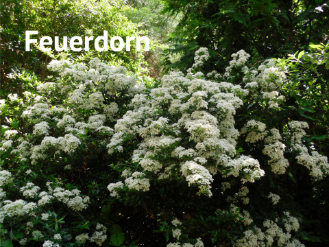 Feuerdorn