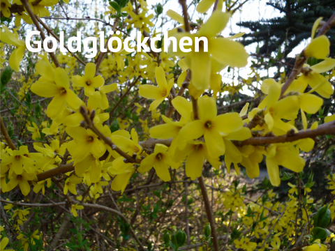 Goldglöckchen