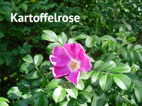 Kartoffelrose