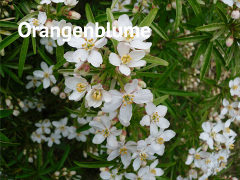 Orangenblume
