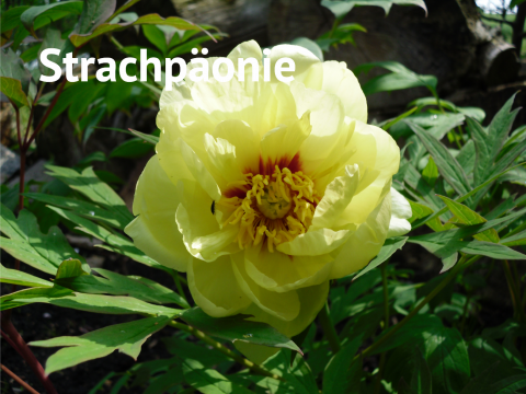 Straucpäonie