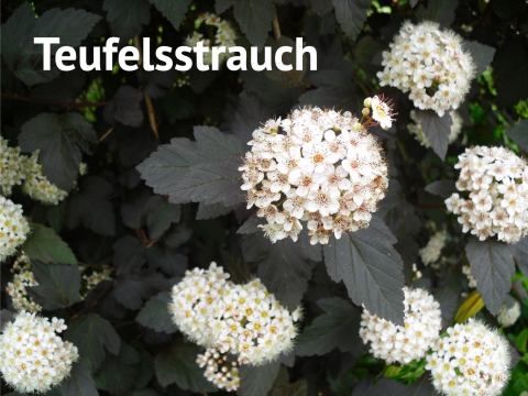 Teufelsstrauch