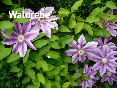 Waldrebe