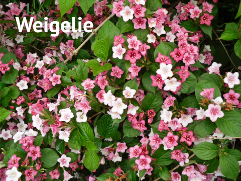 Weigelie