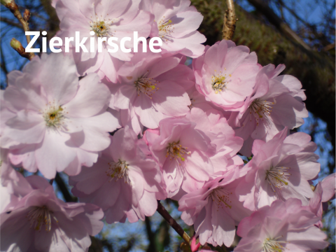 Zierkirsche
