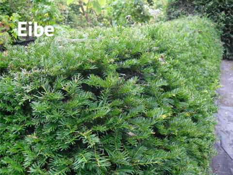 Eibe