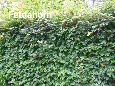 Feldahorn