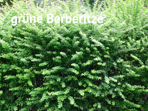 grüne Berberitze