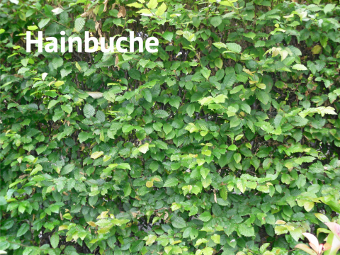 Hainbuche
