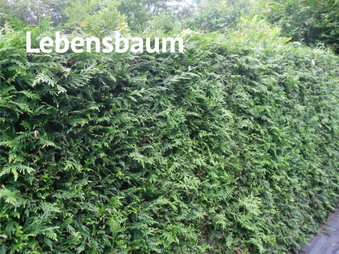 Lebensbaum
