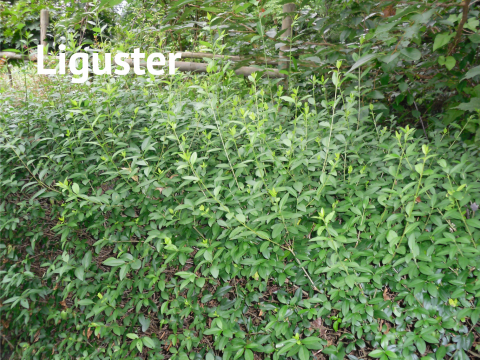 Liguster
