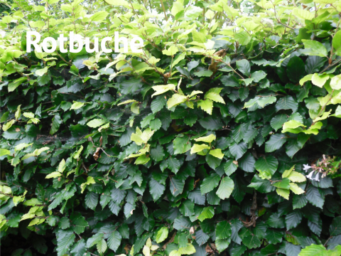 Rotbuche