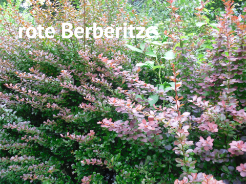 rote Berberitze