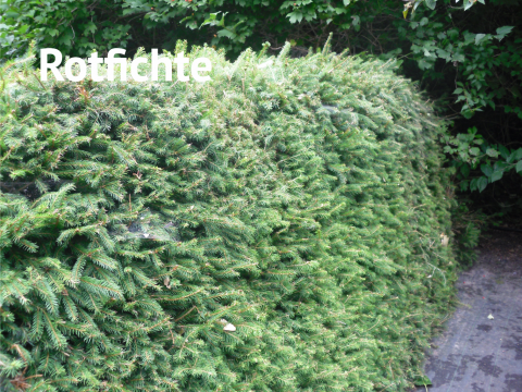 Rotfichte
