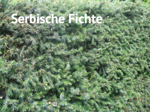 Serbische Fichte