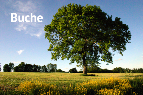 großer Buchenbaum auf Wiese