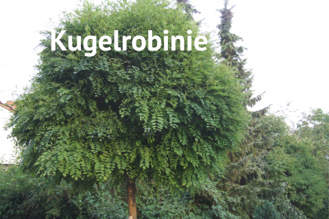 Kugelrobinie