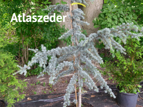 Atlaszeder