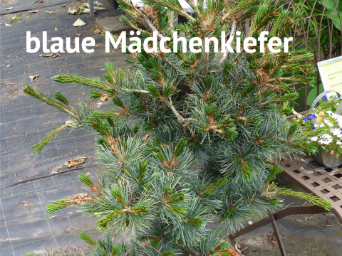 blaue Mädchenkiefer