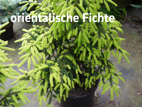 orientalische Fichte