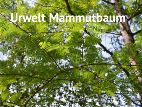 Urwelt Mammutbaum
