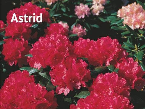 Astrid Rhododendron