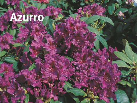 Azurro Rhododendron