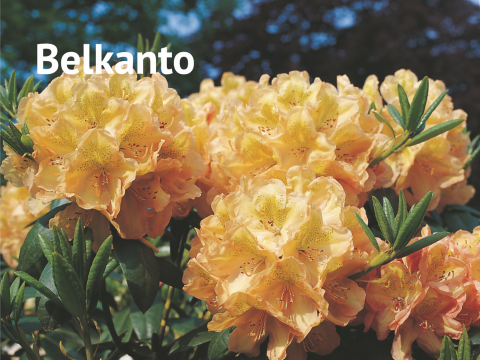 Belkanto Rhododendron