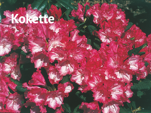 Kokette Rhododendron