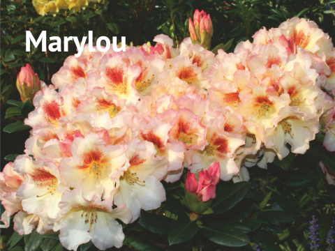Marylou Rhododendron