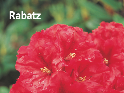 Rabatz Rhododendron