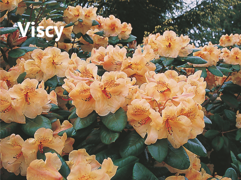 Viscy Rhododendron